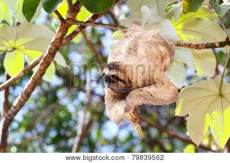 Sloth