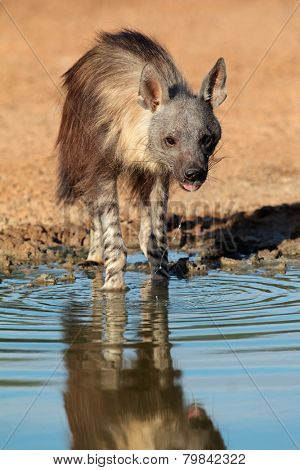 A brown hyena (Hyaena brunnea) drinking water, Kalahari desert, South Africa