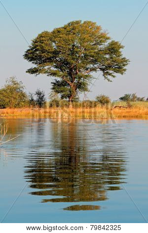 African landscape with an Acacia tree reflected in water, Kwando river, Namibia