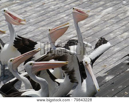Australian Pelican