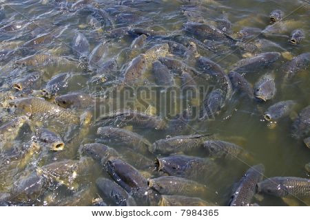 何百万の魚