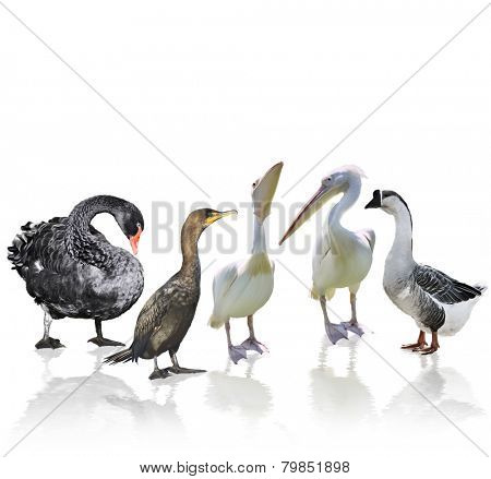 Digital Painting Of Waterbirds With Reflection