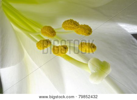 Backlit Lily Blossom