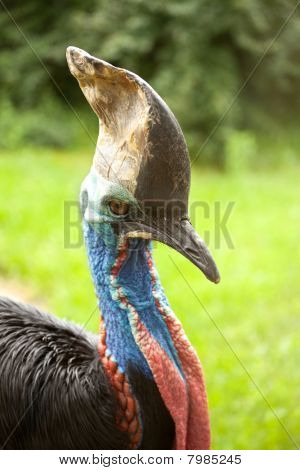 Casuarius