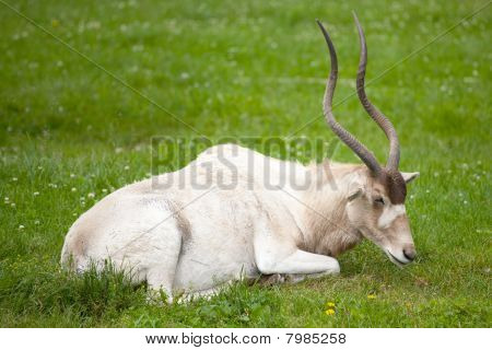 Addax