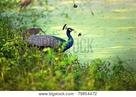 Peacock