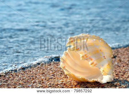Shell On The Beach