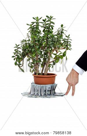Crassula ovata or jade plant with money and human hand