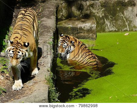 tigers