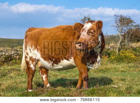 Brown And White Cow