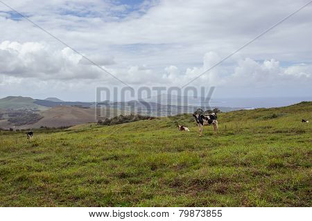 Cow on the Isla de Pascua. Rapa Nui. Easter Island