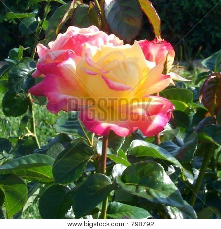 Pink and yellow rose