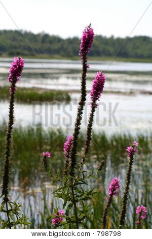 Vilda blommor eller ogräs