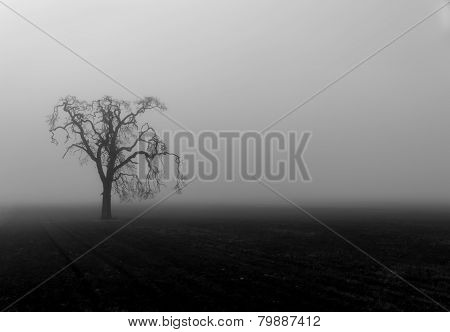 Fog shrouded tree