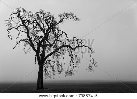 Fog shrouded tree