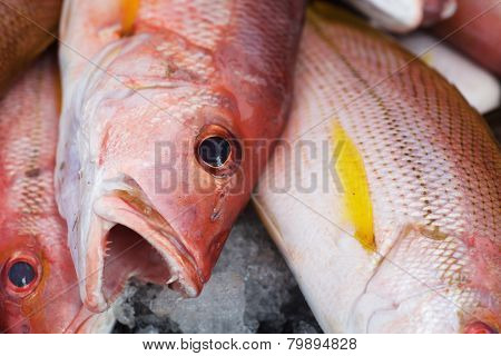 Background of fresh red bass fish
