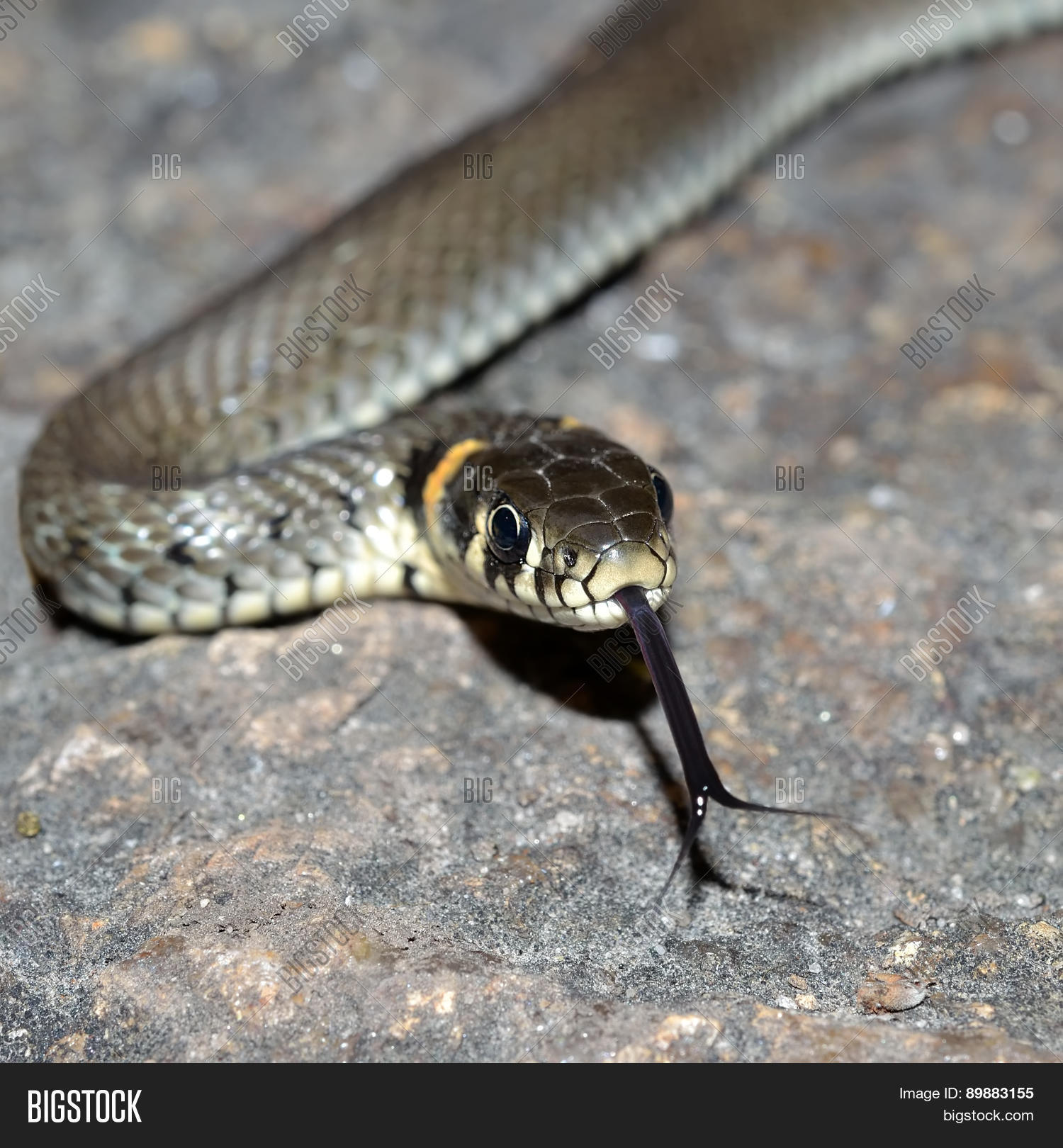 Image Preview