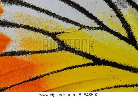 Painted Jezebel Butterfly (delias Hyparete)