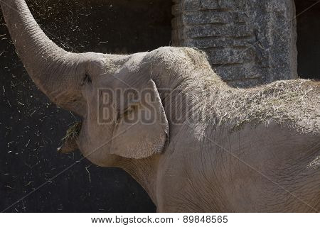 a big elephant walking  in the jungla