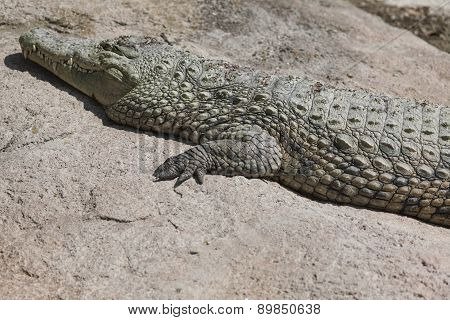 Crocodylia Alligator Mississippi