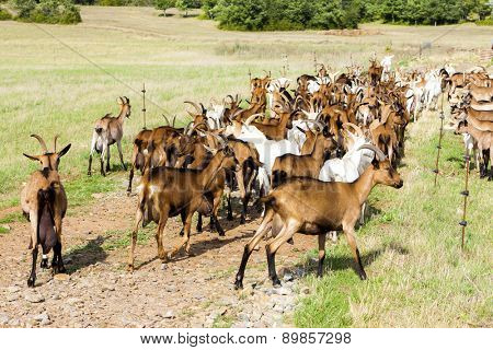 herd of goats on pasturage, Aveyron, Midi Pyrenees, France