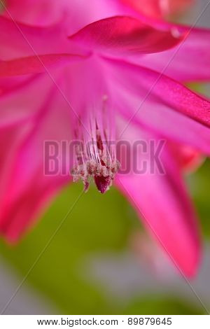 Schlumbergera Flower Chirstmas Cactus