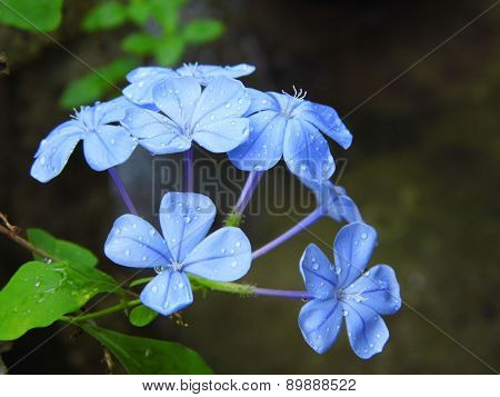 Blue plumbago flower