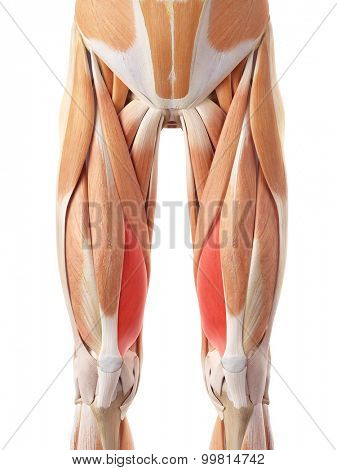 medically accurate illustration of the vastus medialis