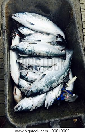 Silver Salmon