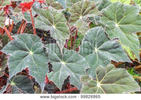 Rex Begonia