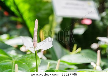 Spadix