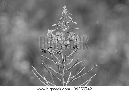 Wild Field Flower Closeup Of Monochrome Tone