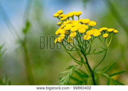 Big Wild Field Flower Of Yellow Color
