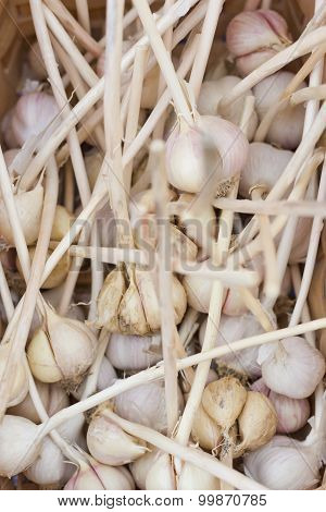 Close up garlic display with stems at farmers street market