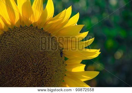 Sunflowers In The Field