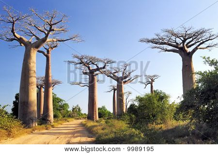 Baobabs Wald
