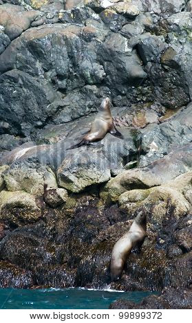 Seals Sunning Themselves On A Rocky Shelf