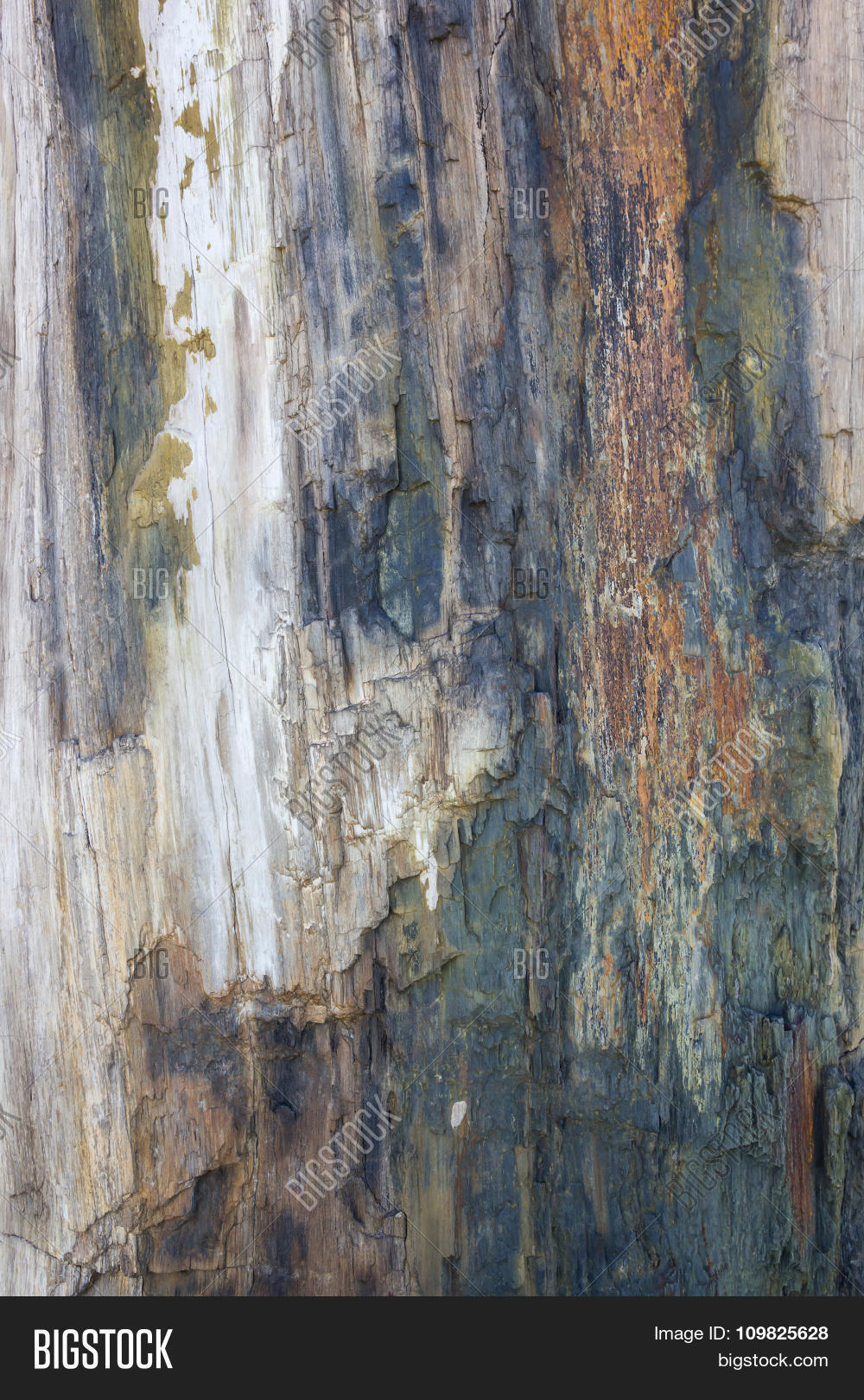 Ancient Petrified Wood Image & Photo (Free Trial) | Bigstock