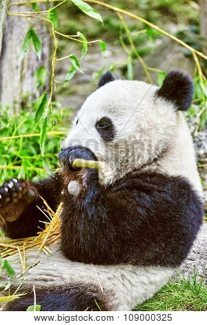 Cute Bear Panda Actively Chew A Green Bamboo Sprout.
