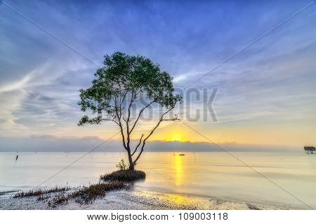 Sonneratia catch sunrise on deserted beach