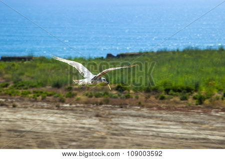 California Gull With French Fries In The Pecker