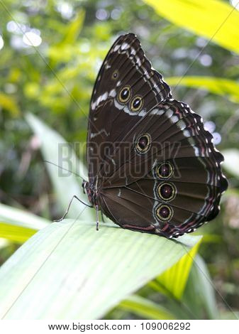 Owl Butterfly, Caligo Sp., In Amazon Rainforest.