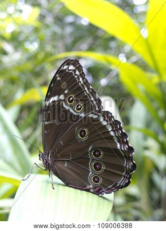 Owl Butterfly, Caligo Sp., In Amazon Rainforest.