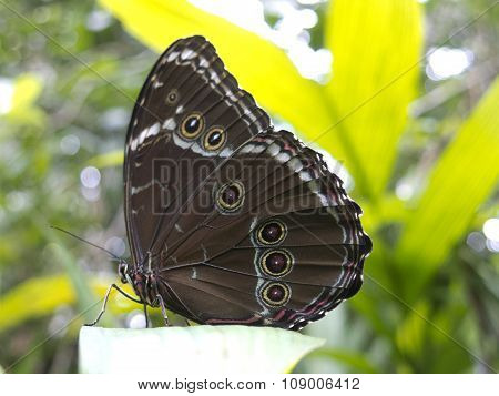 Owl Butterfly, Caligo Sp., In Amazon Rainforest.