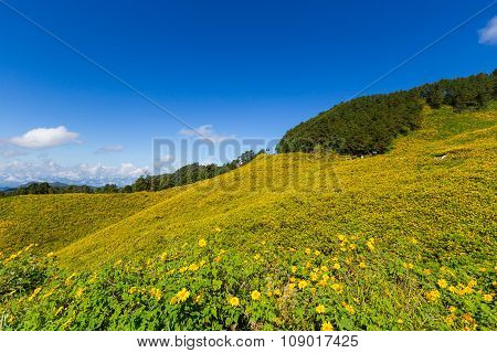 Panorama Tung Bua Tong Mexican Sunflower In Maehongson, Thailand