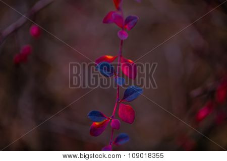 BiColour