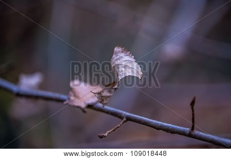 November