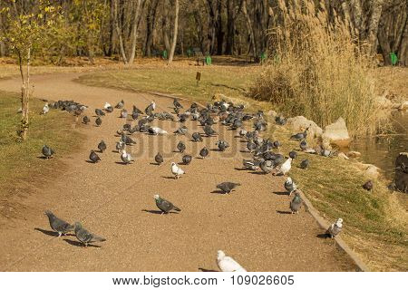 Pigeon flock on lake shore in park