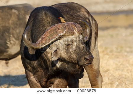 Cape Buffalo Standing In The Open Search For Possible Danger
