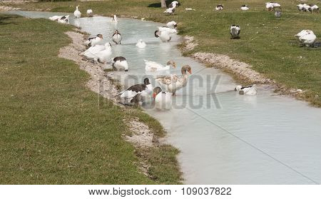 Geese, Goslings On The Natural Lake, Bird On Blue Water Photo